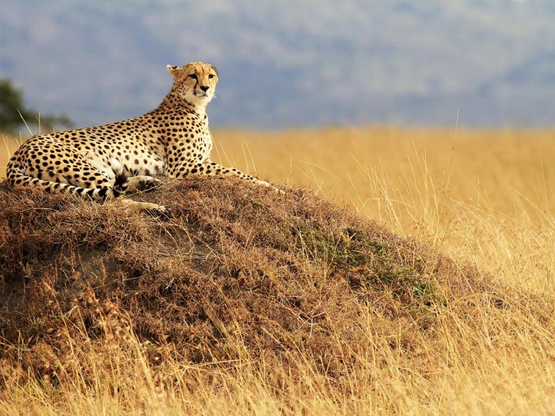 Cheetah-in-Masai-Mara-National-Reserve