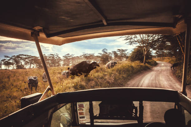 driving safari cars on the savannah in Masai mara, Africa
